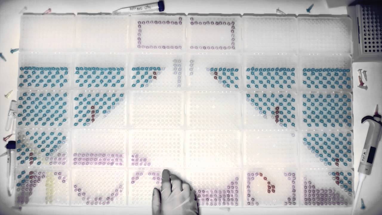 Do PCR Better than Gradient - A Stop-motion Animation