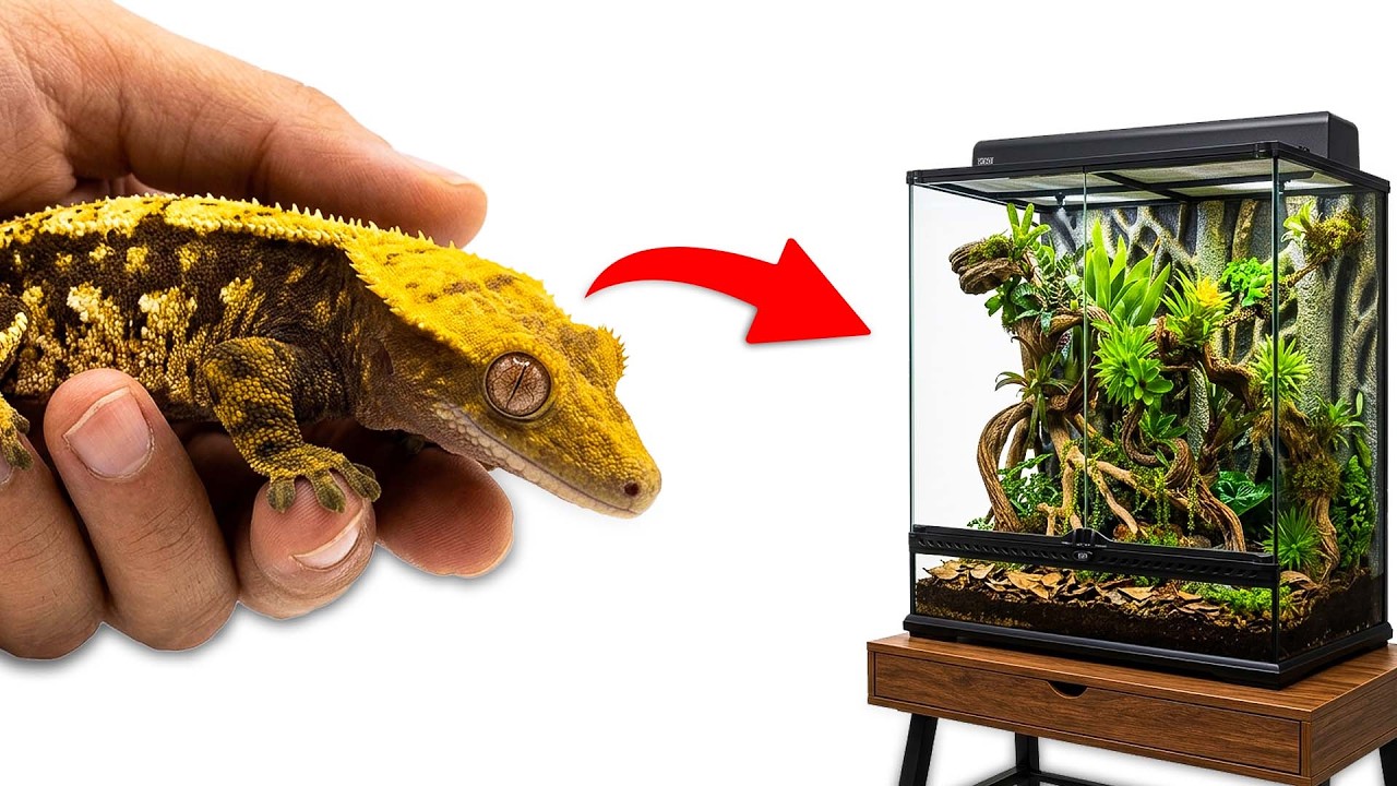 Building My Crested Gecko A BIOACTIVE VIVARIUM