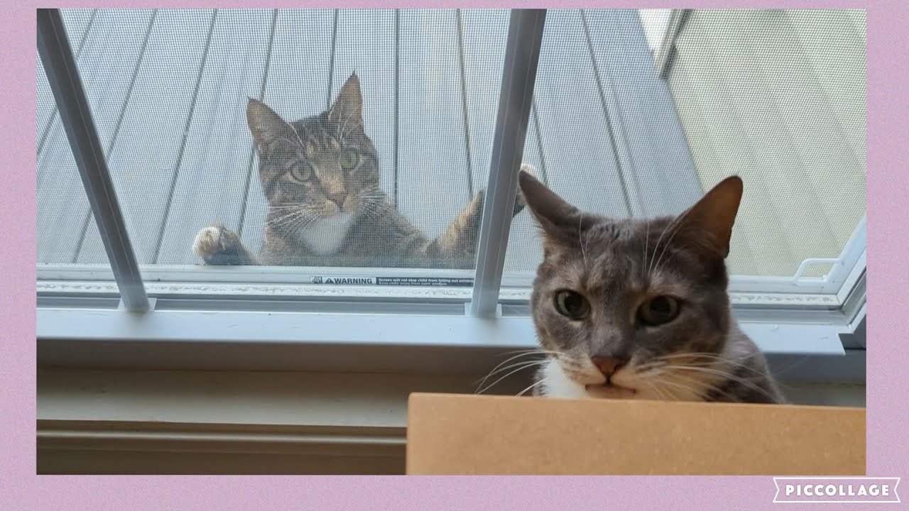 when the neighbor's cat comes to visit