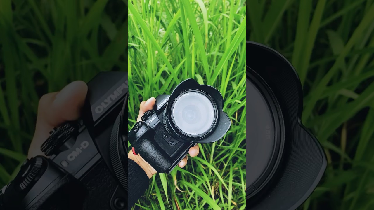 Птицы на краю рисовых полей 