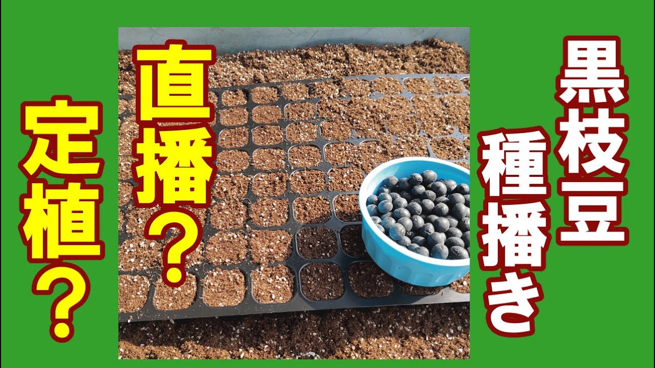 丹波の黒枝豆種まき　直播きがいいのか？定植がいいのか？　丹波の農業ユーチューバーがそれぞれのメリット・デメリットを紹介