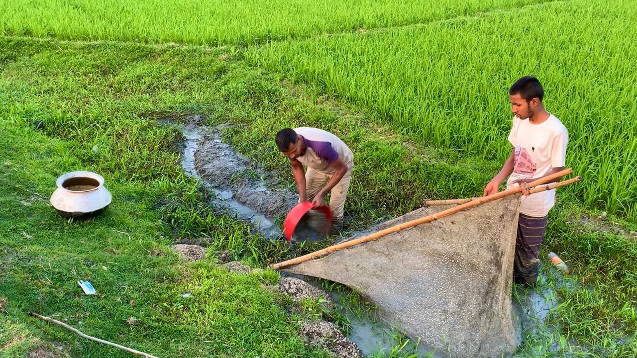 খালের মুখে জমা পানি সেচে এত মাছ পাব আমার কল্পনার বাইরে।গ্রামের দারুন মাছ ধরার ভিডিও(village fishing)