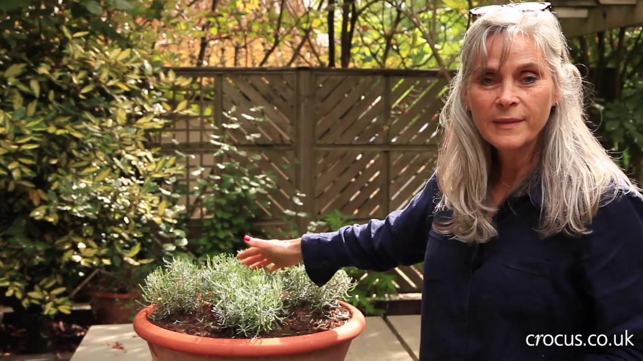 How to prune lavender