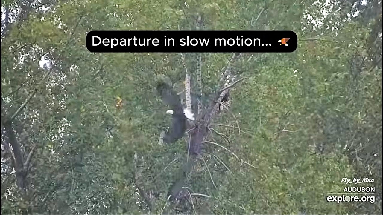 Eagle Pair Returns Morning Activities 🦅| Rowe Sanctuary ~ explore.org 9-23-26