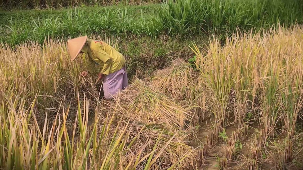 Manual Power: Harvesting Rice the Old-Fashioned Way #RuralAgriculture #TraditionalFarming