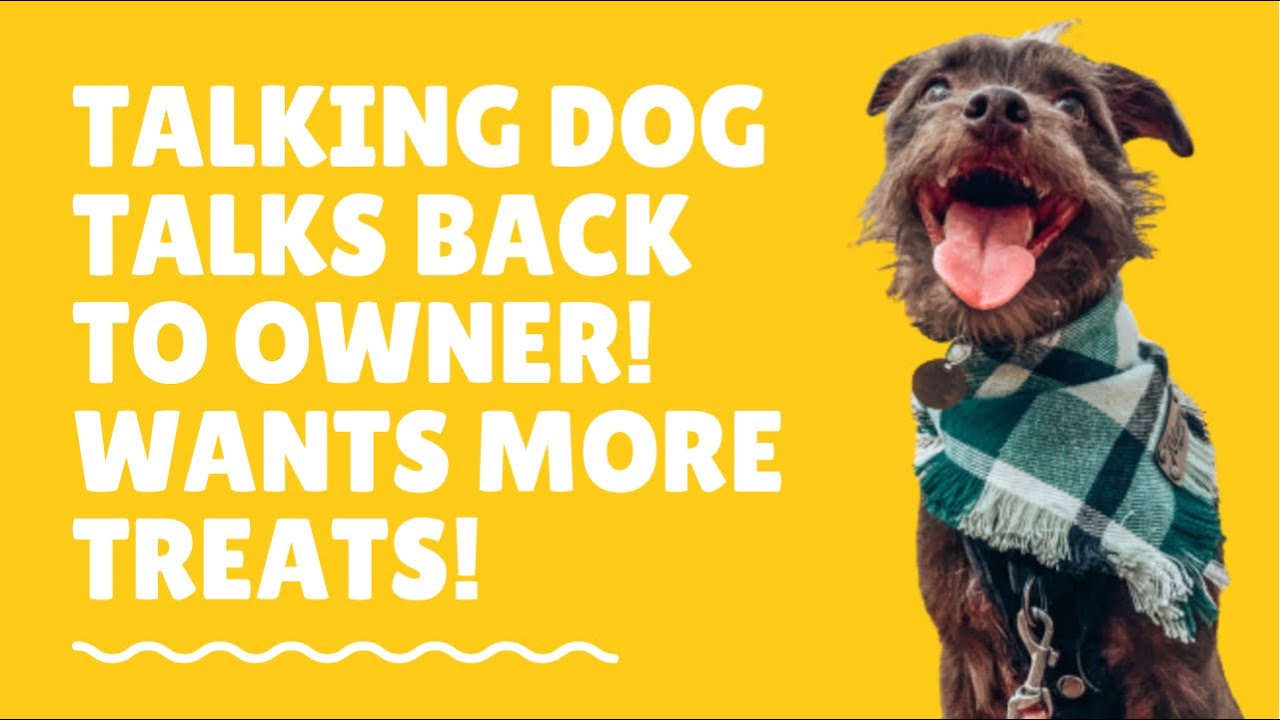 Funny dog wants more treats! #talkingdog #fluentpet #hunger4words #shorts