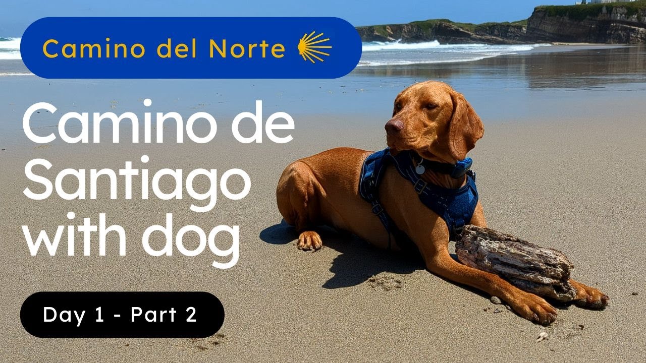 Day 1 | Part 2 | Camino de Santiago (Norte) with a Vizsla dog | 4K