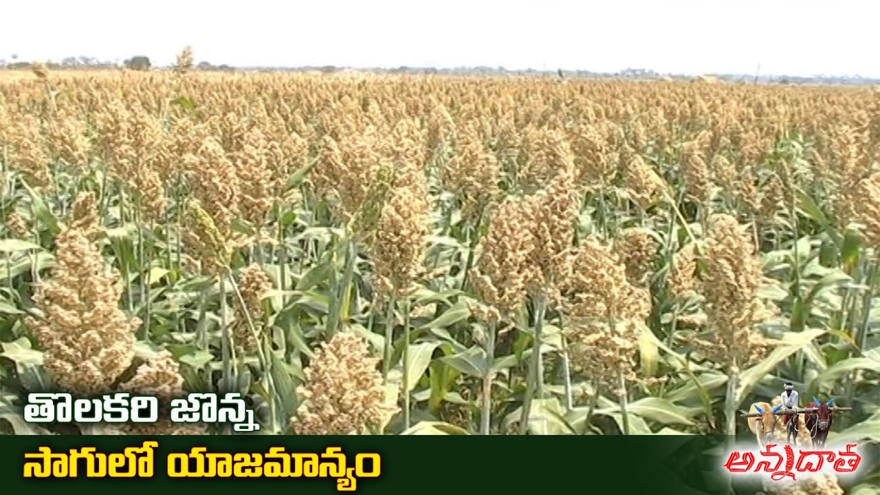Cultivation Tips for Kharif Jowar | జొన్న సాగు