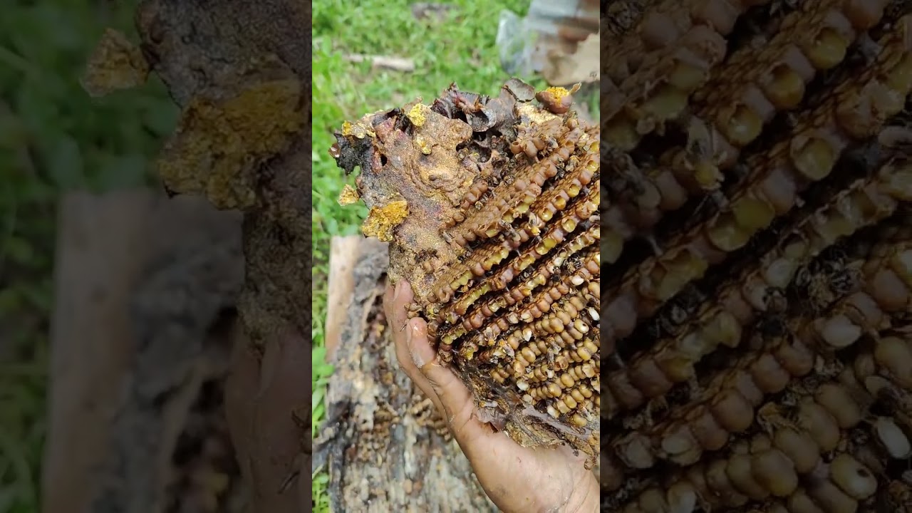 Bongkar log geniotrigona thoracica
