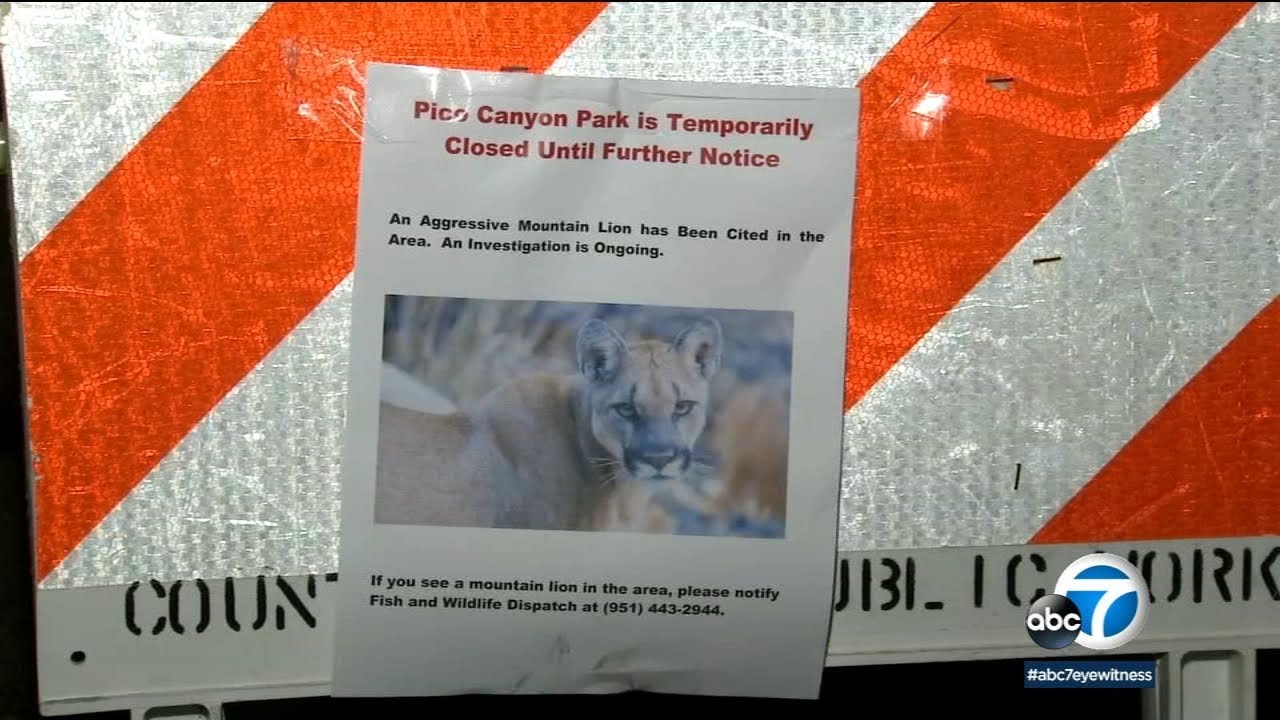 Boy, 7, attacked by mountain lion at Stevenson Ranch park