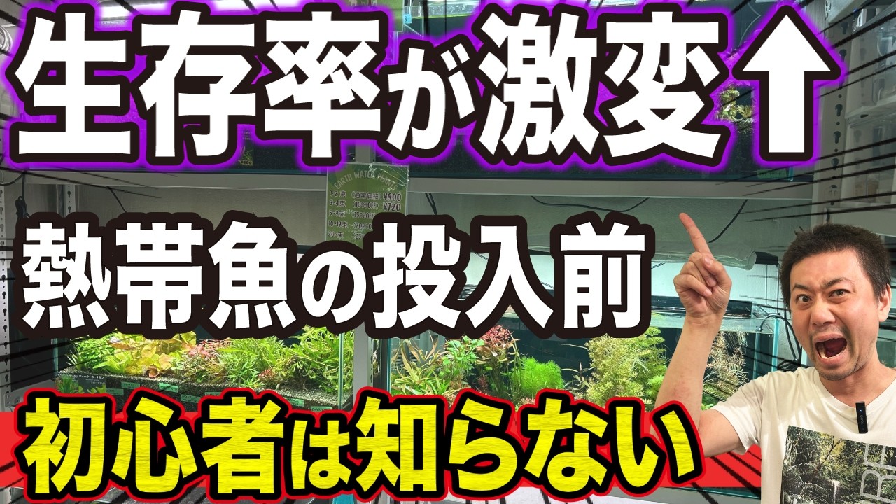 【初心者必見】熱帯魚の生存率が激変する正しい飼育方法｜プロ直伝