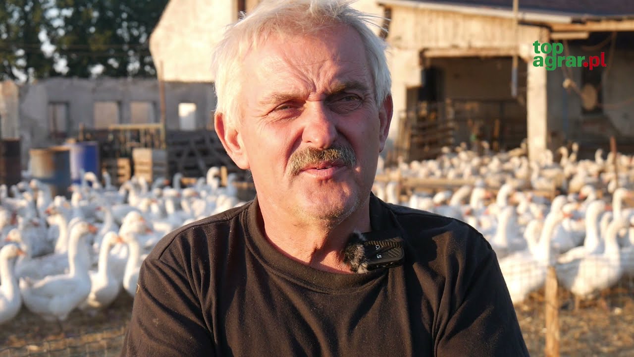 Gęsina na św. Marcina w cenie