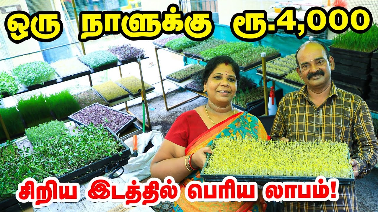 Microgreens வளர்ப்பில் மாதம் ரூ.50,000... மாற்றி யோசித்த சென்னை தம்பதி | Pasumai Vikatan