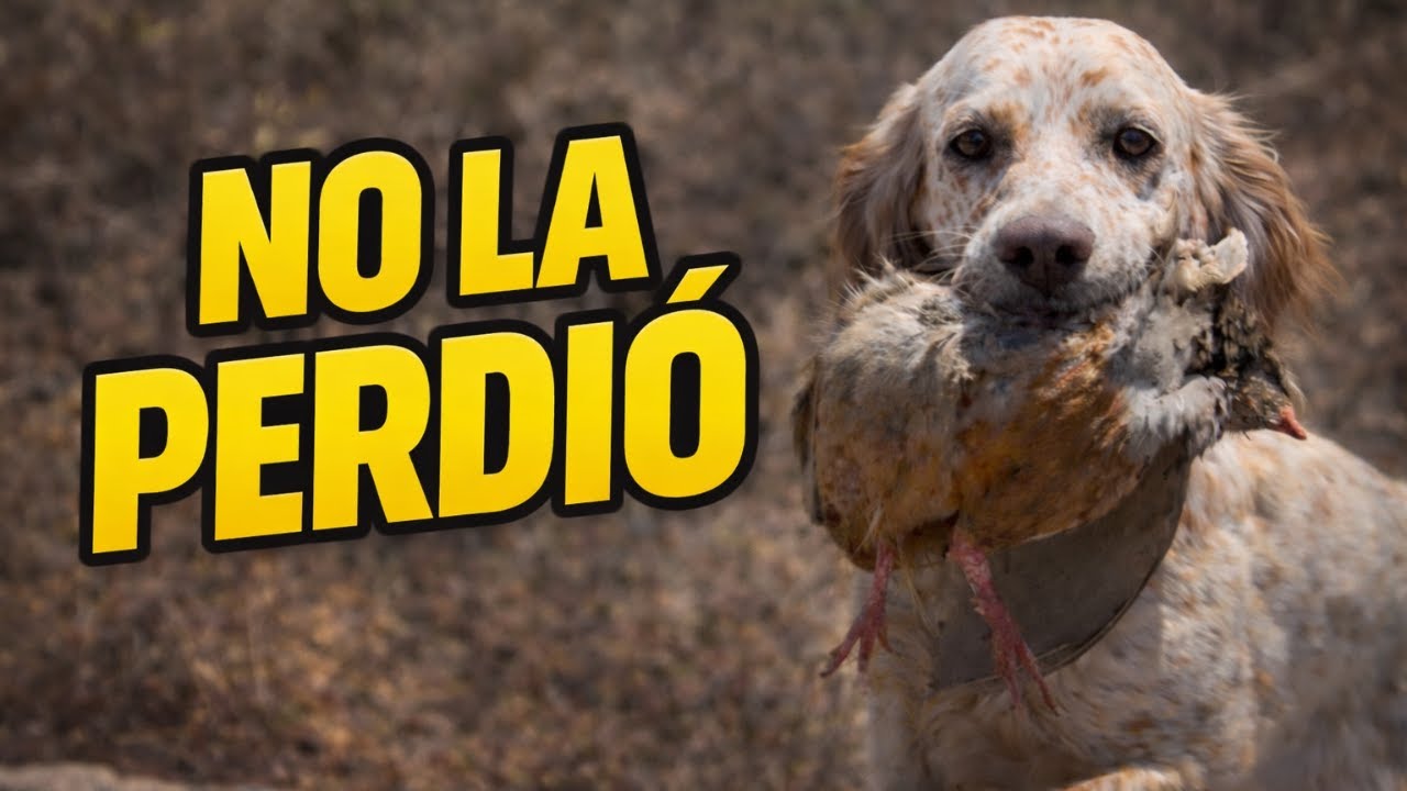 👉 Cuando el rastro manda | Setter inglés guiando la perdiz