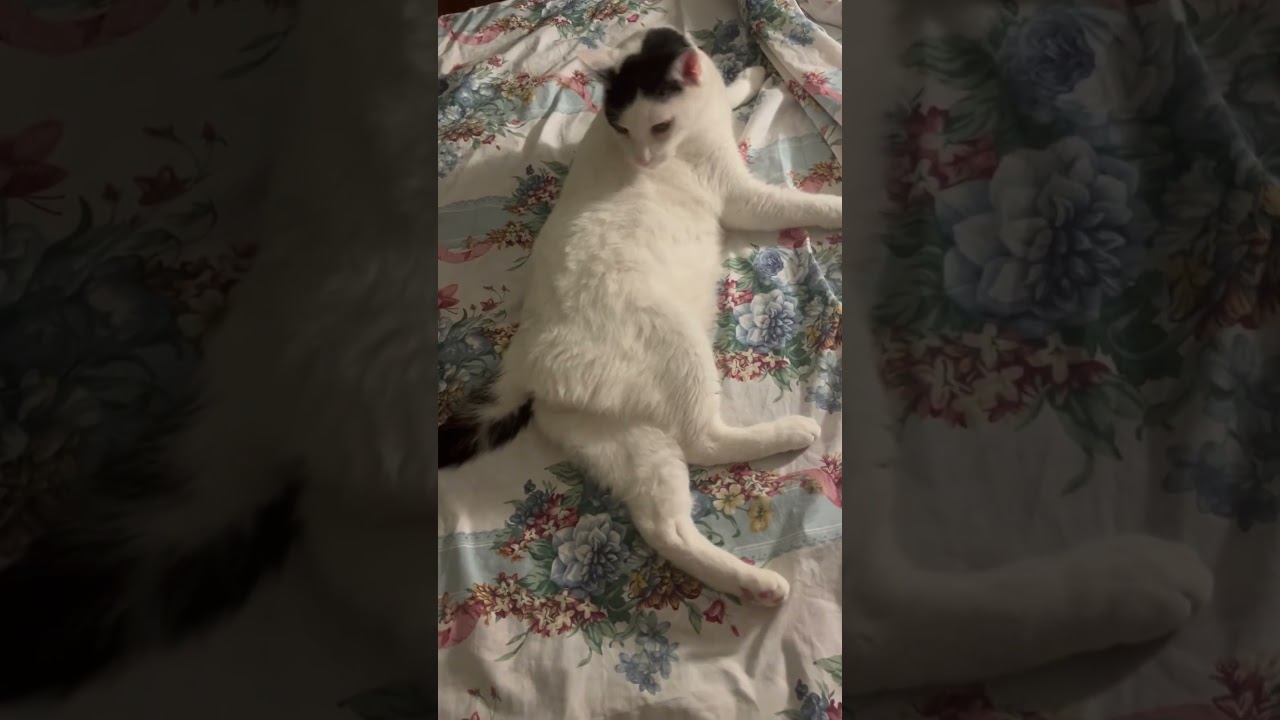 #cat #cuteanimal #cute #funnyanimal #pets #kitty #kitten #sweet #sweetkitty