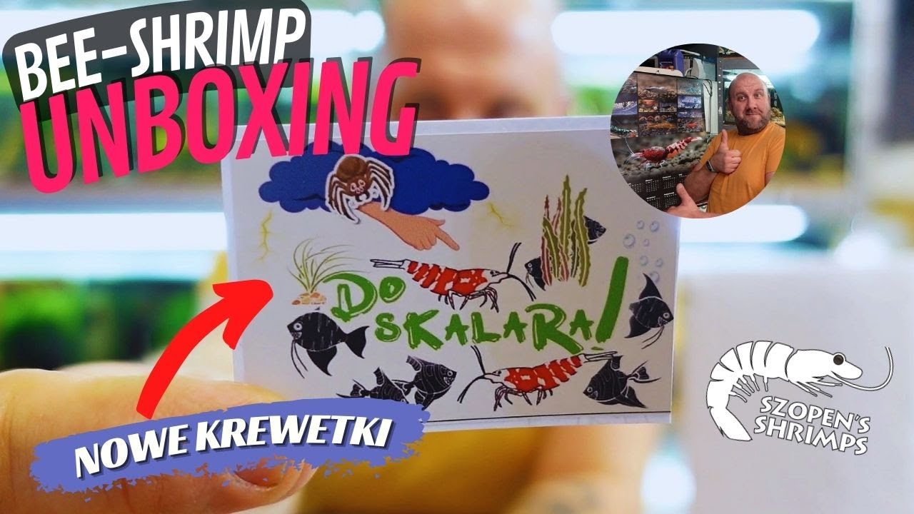 KREWETKI DO SKALARA - PACZKA OD BEE SHRIMP