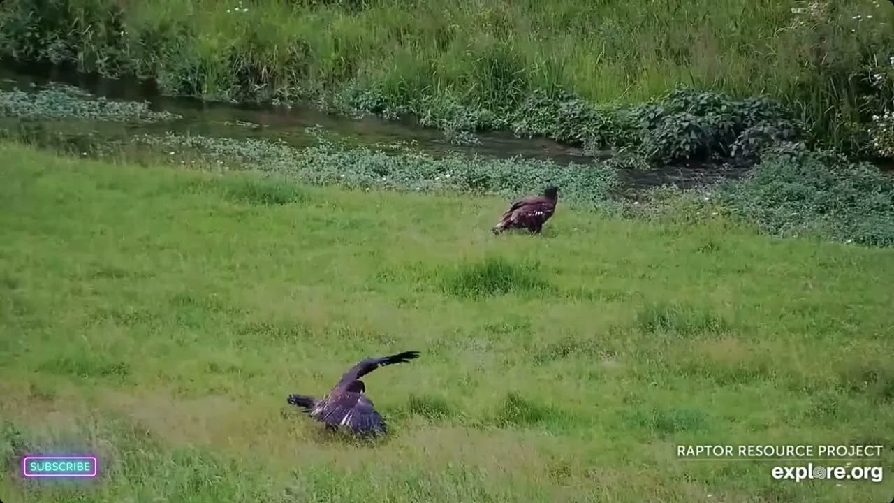Post-Collapse: A New Normal - Decorah Eagles DNF, Mr North, DN17 & DN18 (6/16)