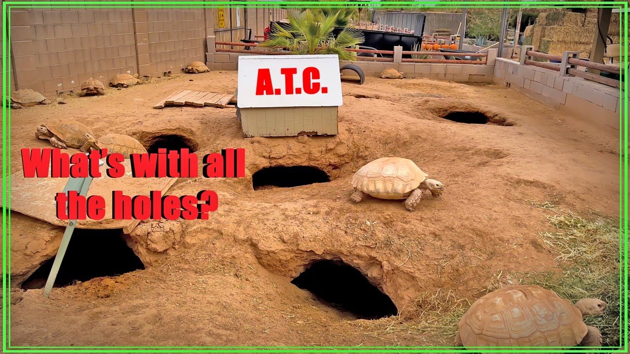 Sulcata Tortoises! - The Most Personable Tortoise Species in the World