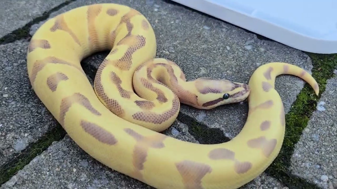 blackhead enchi