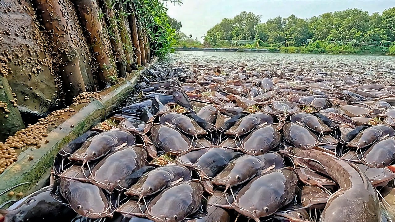 KEGILAAN MAKAN !! Hungry Wild Catfish!!