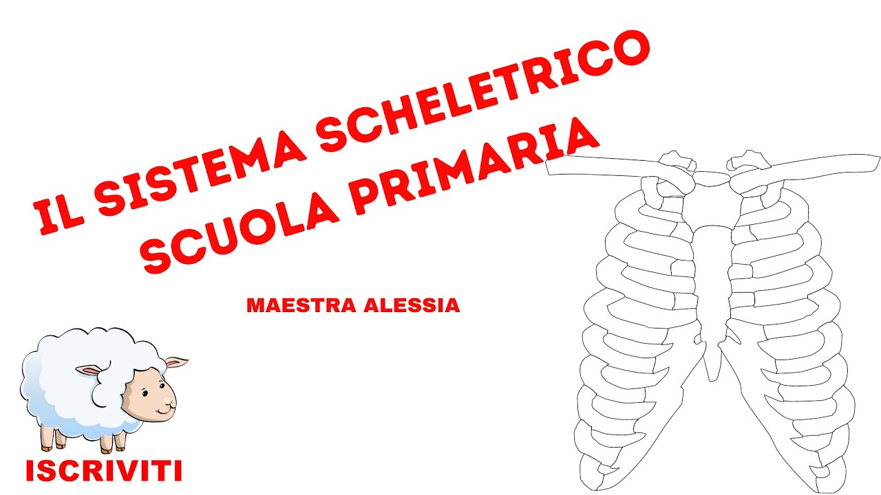 Le ossa scuola primaria