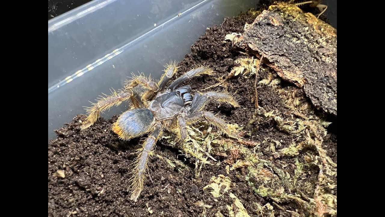 Ornithoctoninae sp  Vietnam Silver Housing and care