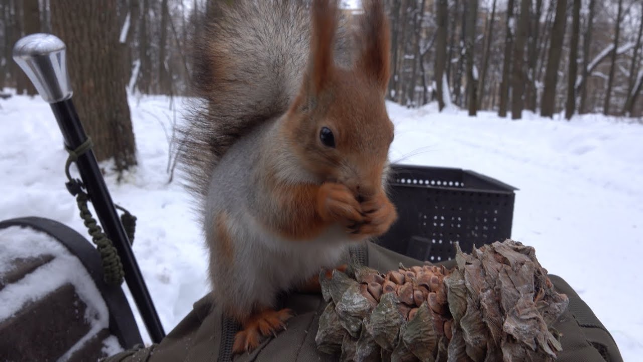 Голодная знакомая белка / A hungry familiar squirrel