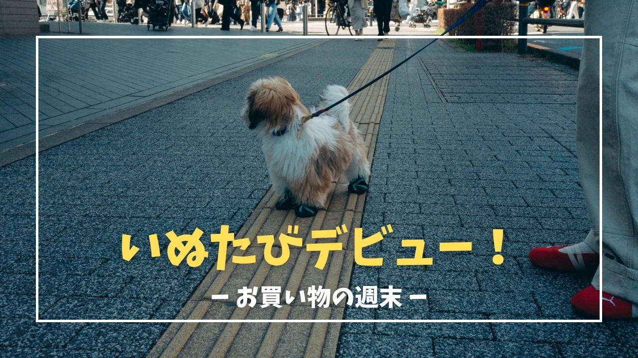 【シーズー子犬】人気のいぬたびデビュー！上手に歩けるのか。【6】