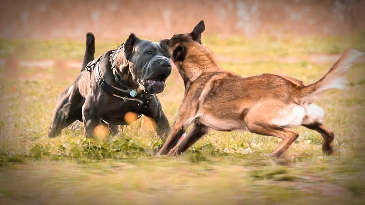 Cane Corso VS Malinois