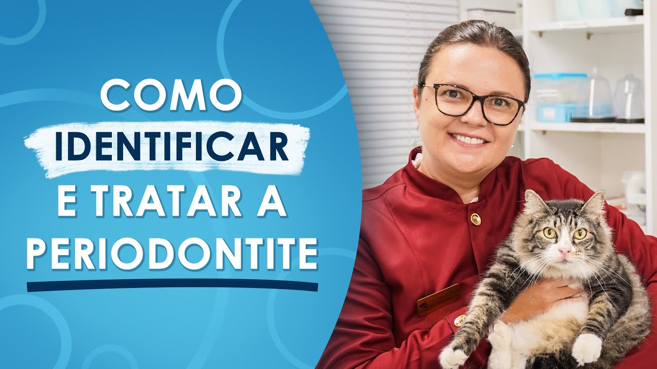 COMO TRATAR A PERIODONTITE EM CÃES E GATOS | VetFace