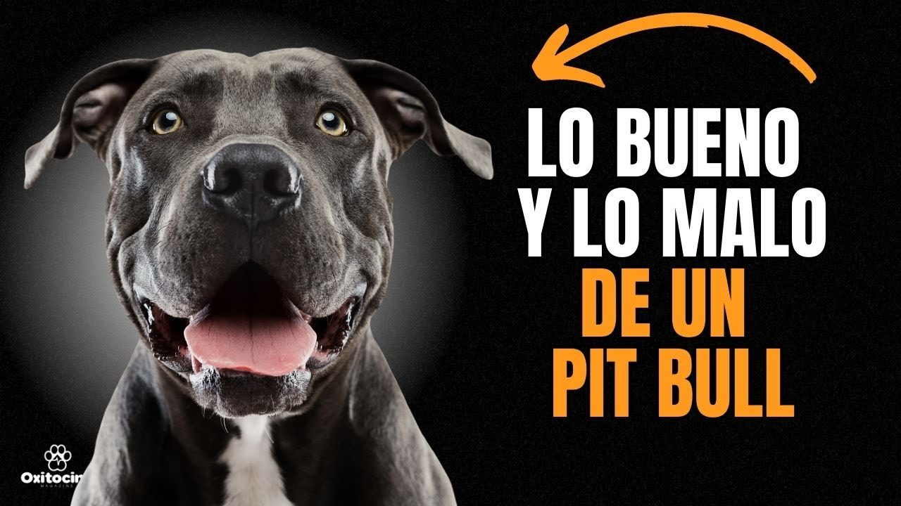 PIT BULL TERRIER: VENTAJAS Y DESVENTAJAS de tener uno