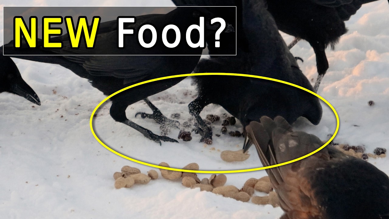 Новый корм для ворон? Попробуйте!