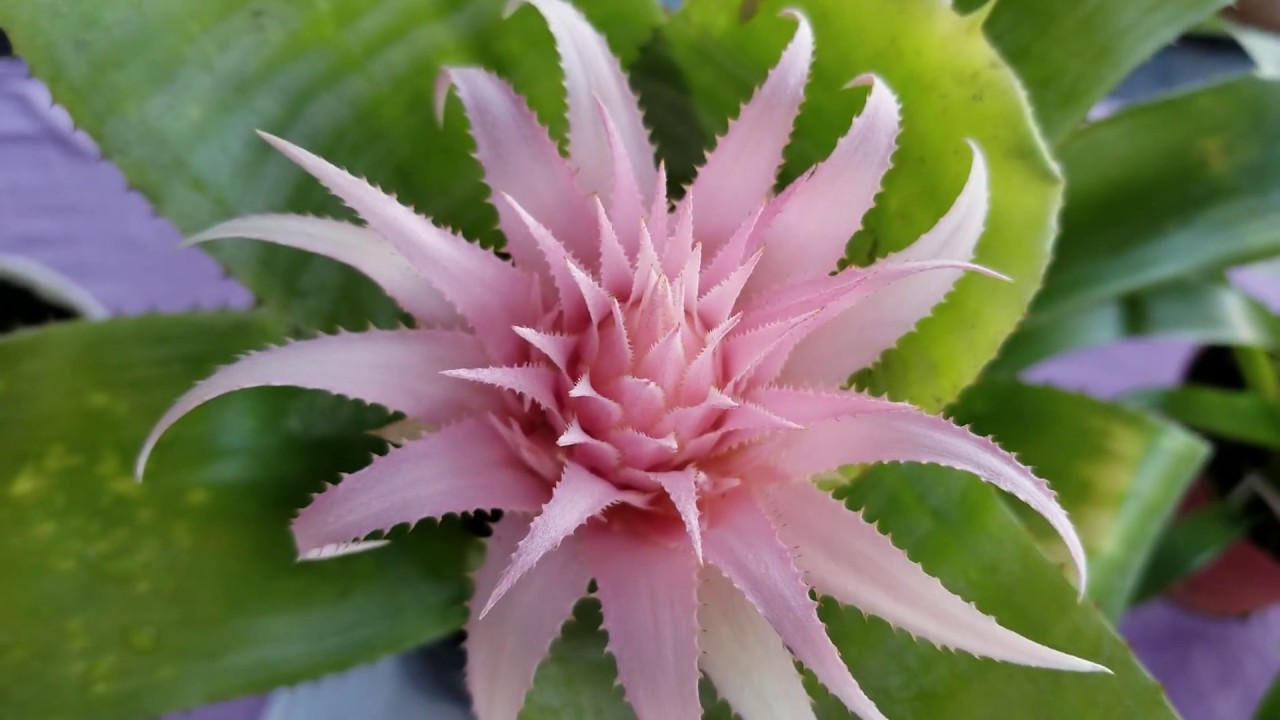 Aprenda a  reproducir la bromelia.