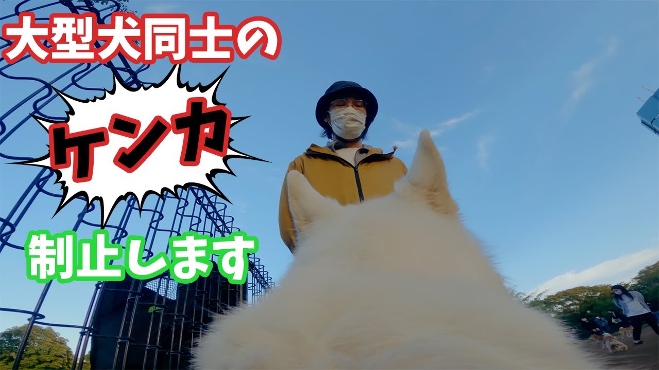 【犬目線】このままだと大型犬同士の大喧嘩になる予兆と制止の仕方【ホワイトシェパードと主の方法】