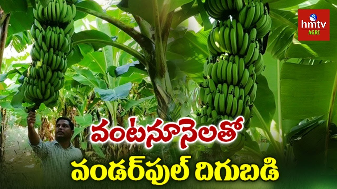 వంట నూనెలే అరటి పంటకు ఎరువులు | Banana Cultivation With Edible Oils | Farmer Sandeep | hmtv Agri