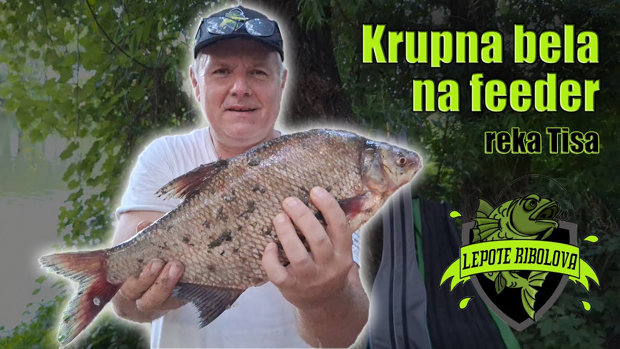 U potrazi za krupnim deverikama, feeder tehnika | reka Tisa | Lepote Ribolova ep.55