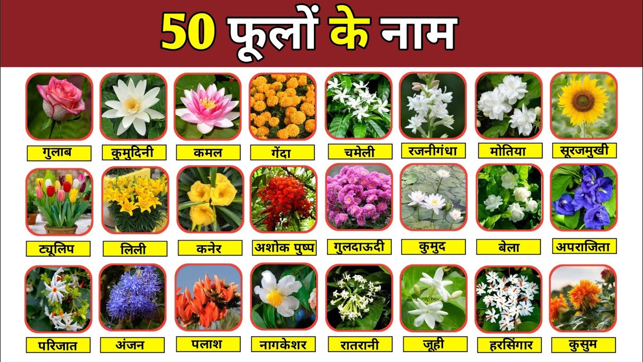 50 फूलों के नाम | भारत के प्रसिद्ध फूलों की पूरी सूची | Complete Flowers List | India King Hub