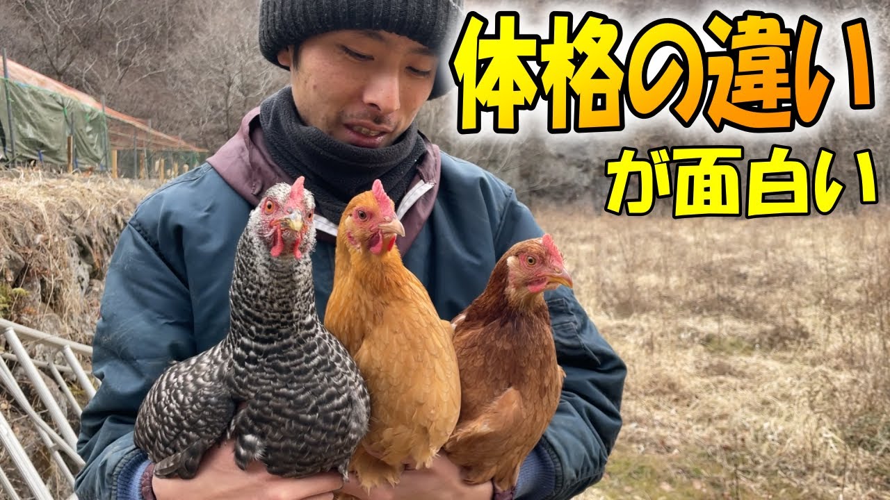 純国産鶏「あずさ･岡崎おうはん･名古屋コーチン」３品種交流会！イキってるコーチン姫にご注目？！