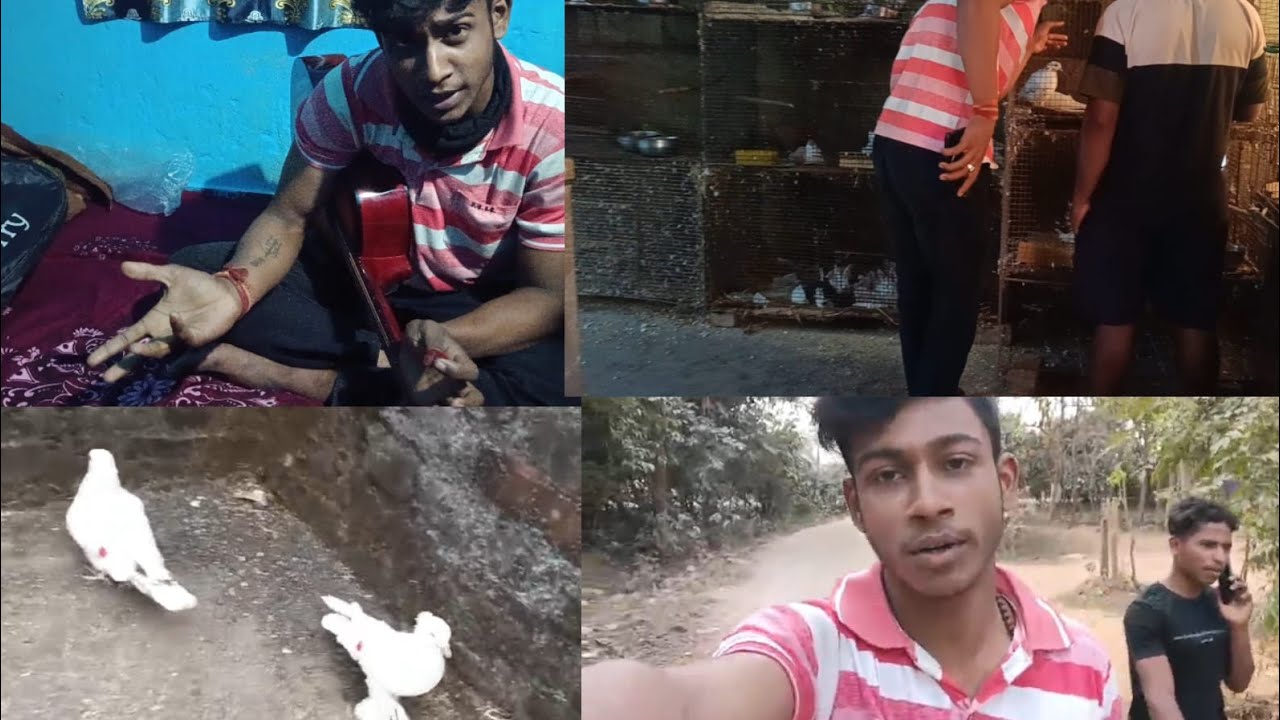 New pet Shop  ru new pigeon#vlog hu 