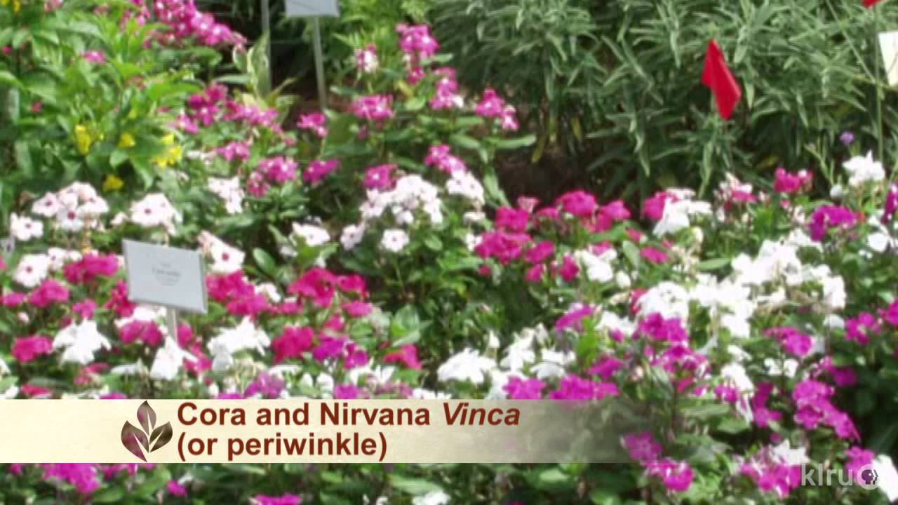 Texas Superstar Plants|Central Texas Gardener