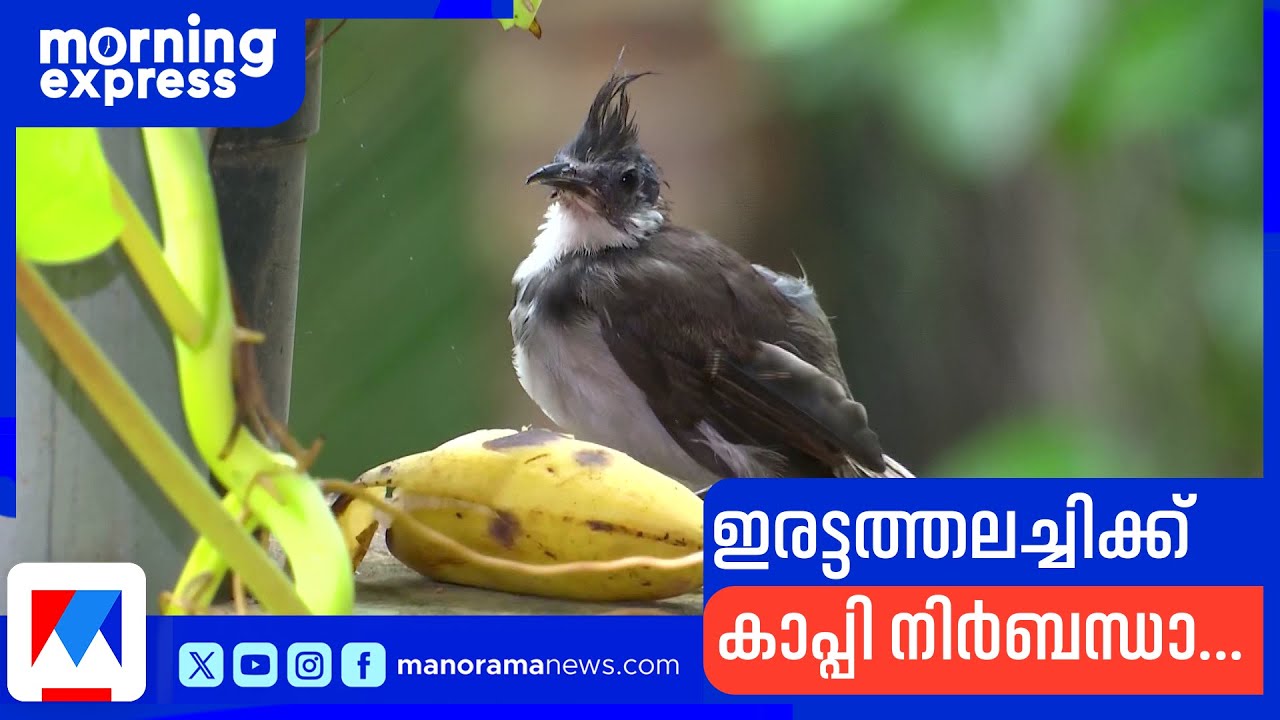 കാപ്പി കുടിക്കുന്ന ബുള്‍ ബുള്‍ പക്ഷി; കണ്ണൂരിലെ ഒരു വൈറല്‍ കാഴ്ച | Kannur Bulbul bird