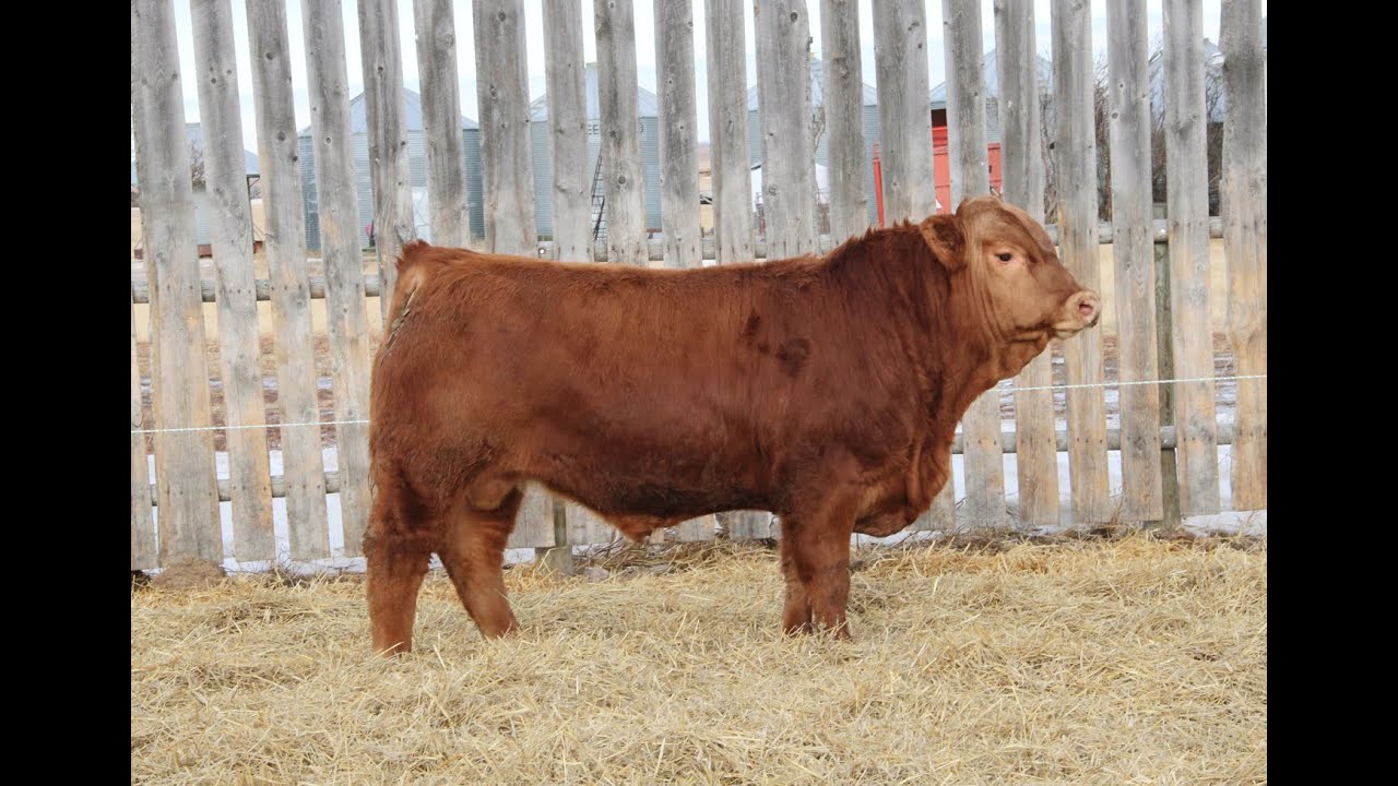 Lonesome Dove Bull Lot DRT 519N sells Friday, March 6 2026