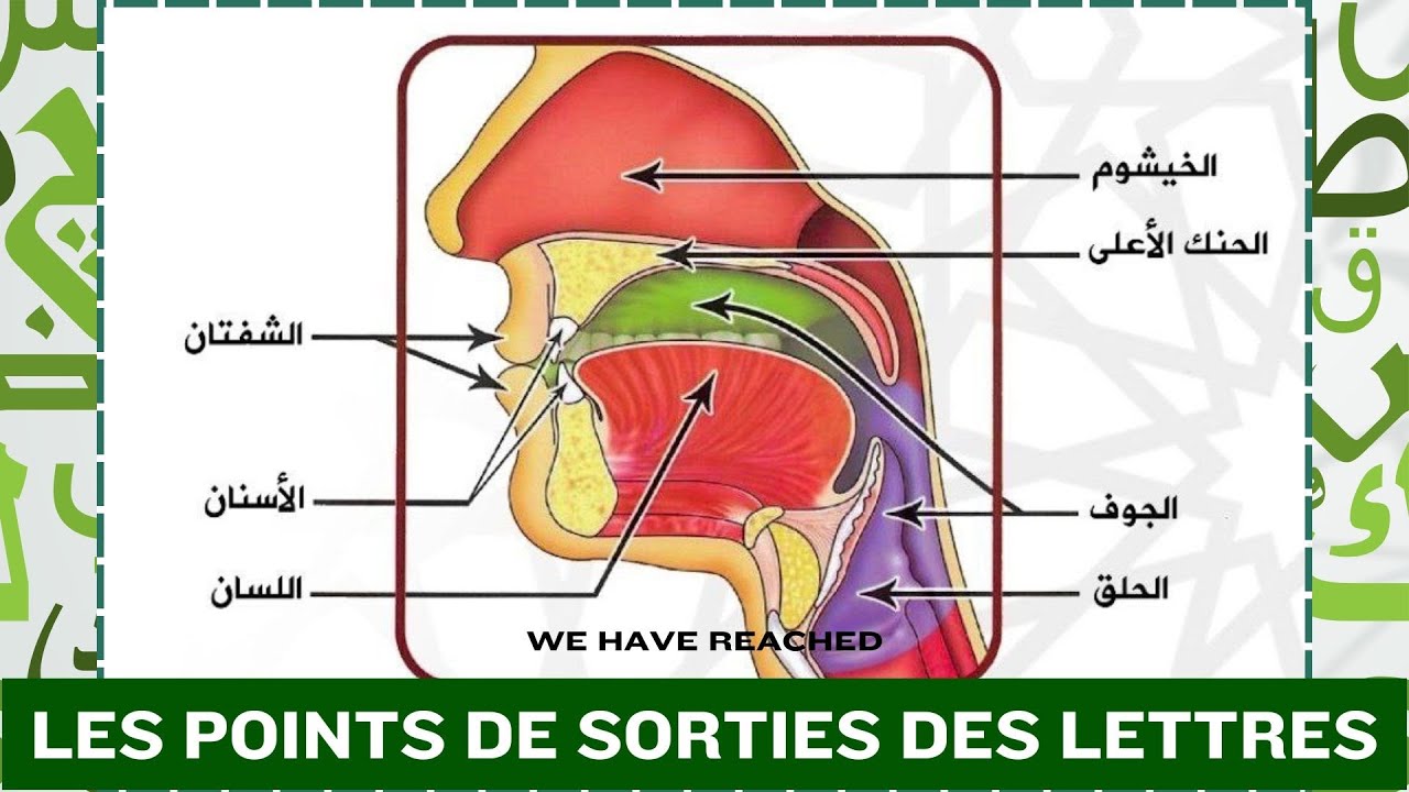 TAJWID : Les points de sorties des lettres !! #tajwid #coran #tajweed