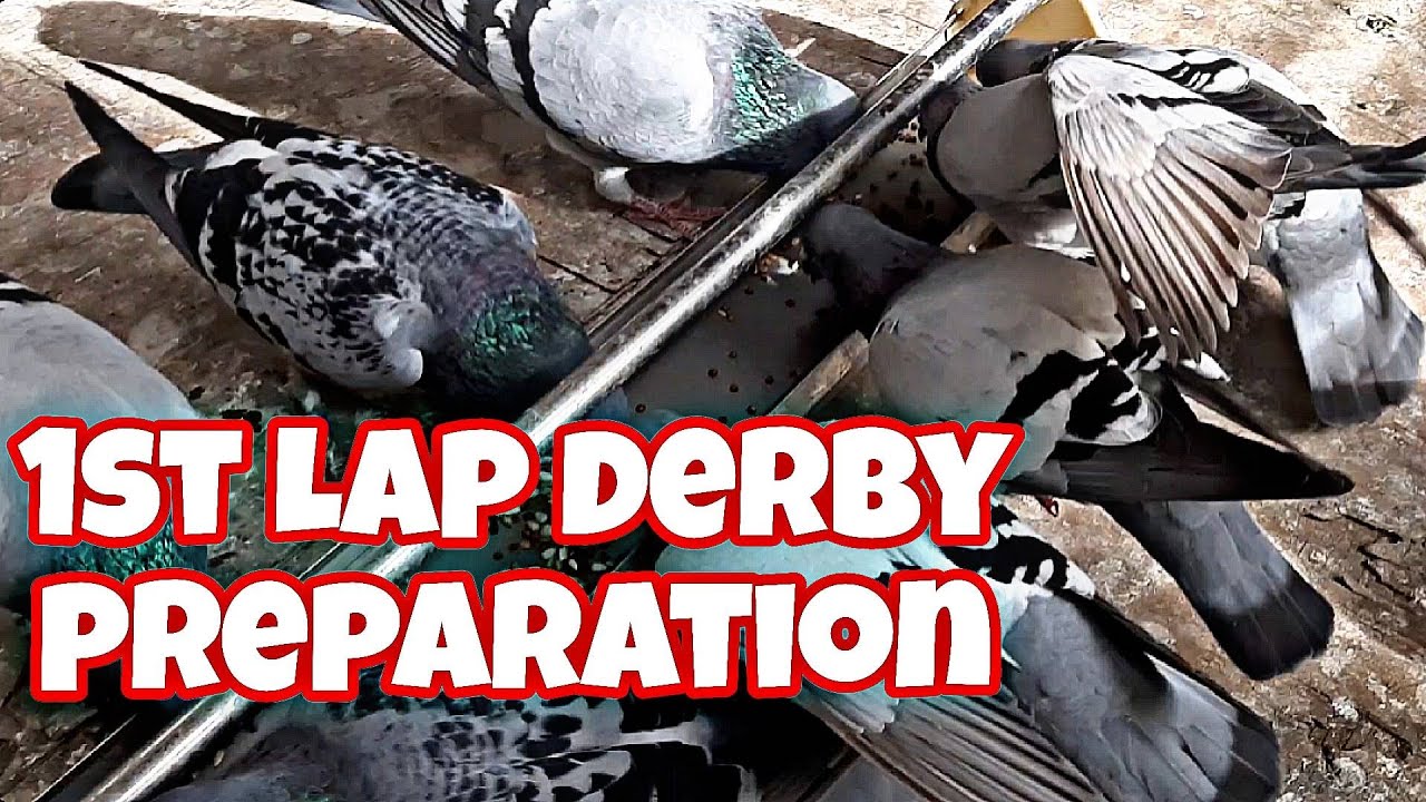 1ST LAP DERBY OLD BIRDS PREPARATION 220 KMS !