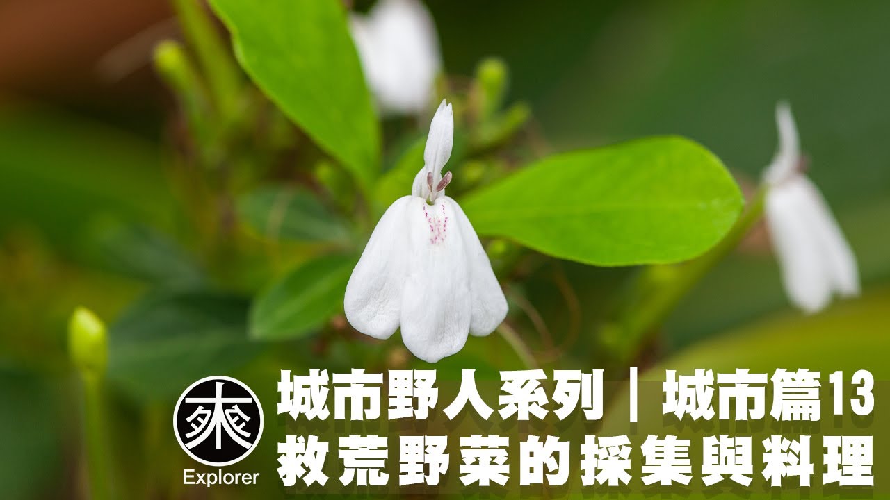 台灣野菜採集與料理13，月桃、白鶴靈芝、小葉藜、木薯、毛馬齒莧、中華苦蕒菜（小金英）、磨盤草，毒草辨識:銀膠菊、皺葉菸草，艾草與銀膠菊辨識與比較，探路者城市野人｜救荒野菜-城市篇第13集
