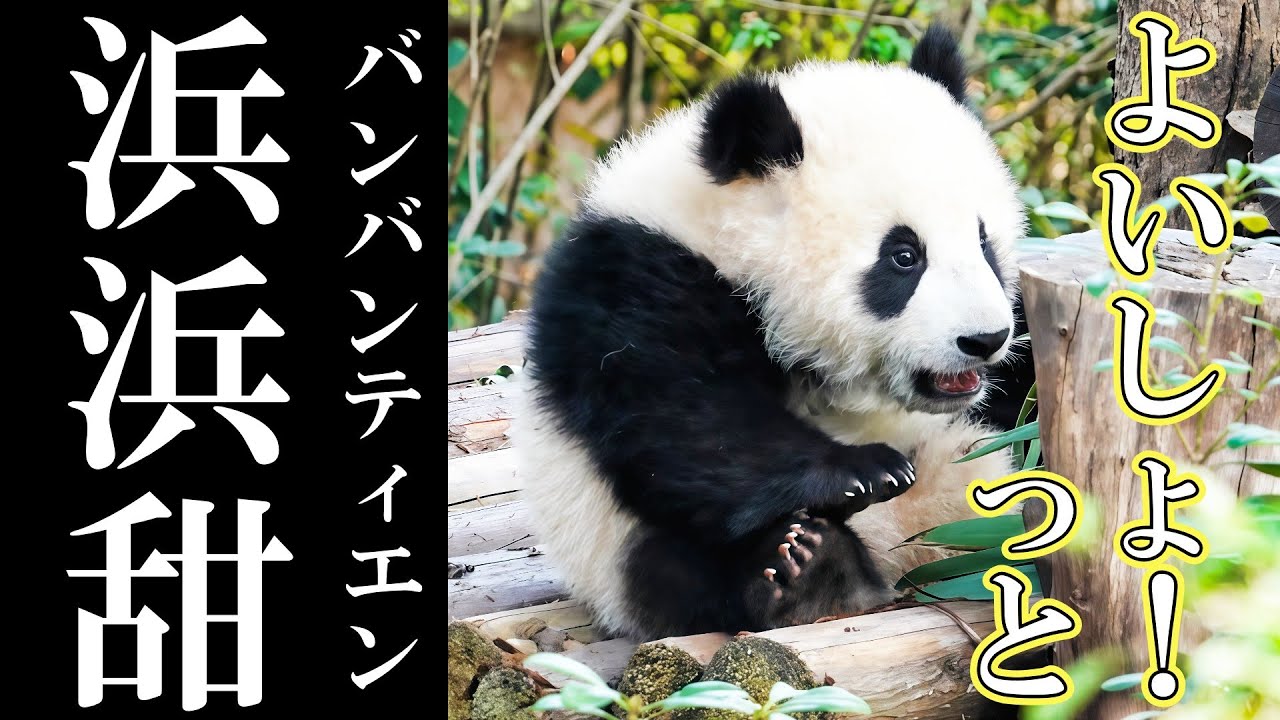 楓浜に似てる⁉ すでに人気者の『浜浜甜』🐼✨