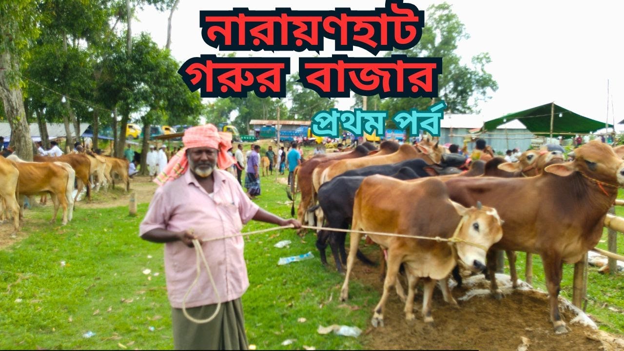 নারায়ণহাট গরুর বাজার।ভূজপুর।ফটিকছড়ি।চট্টগ্রাম।  রোজ - শনিবার। ২৪/০৫/২০২৫ ইং।প্রথম পর্ব।
