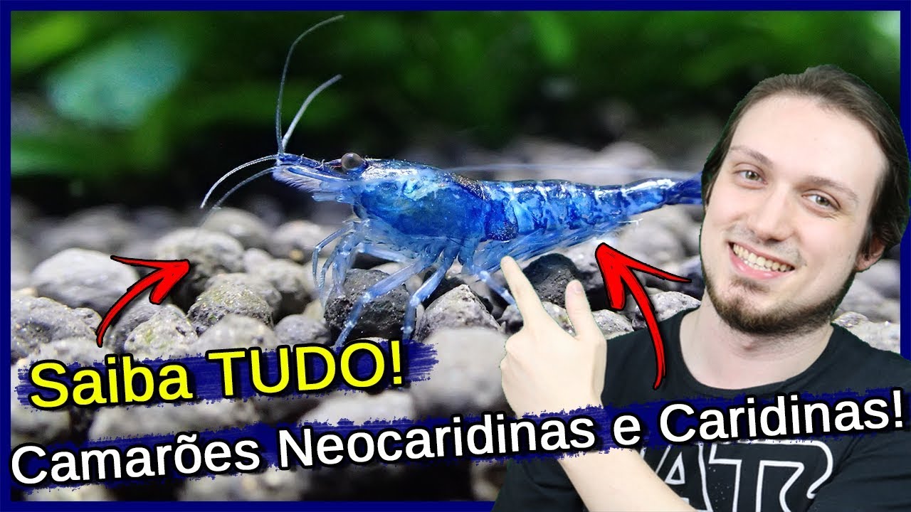 Saiba TUDO sobre CAMARÕES Neocaridinas e Caridinas!