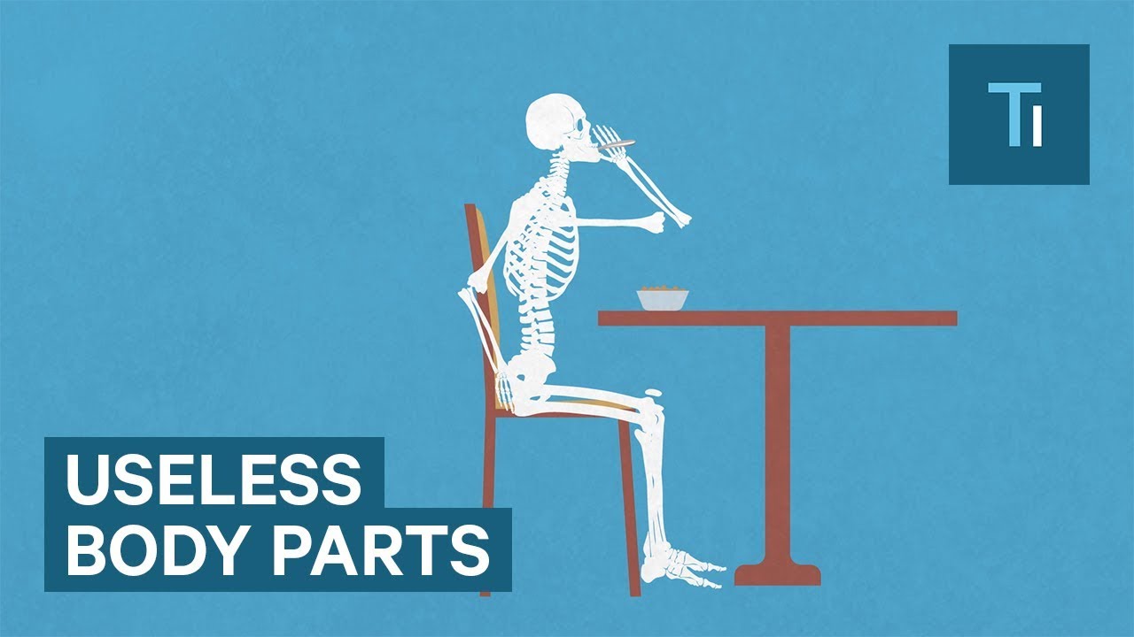5 Useless Body Parts Left Over From Evolution