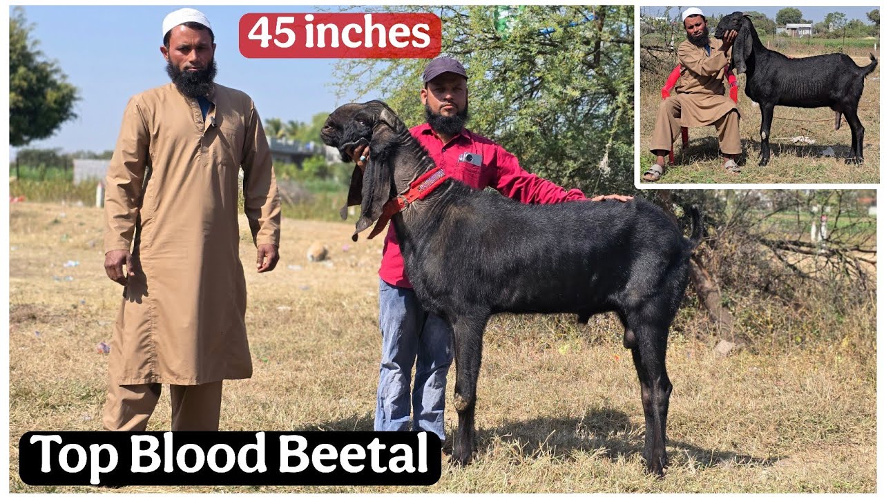 Top Blood Beetal goats at Ahmednagar Maharashtra Mariyam Goat farm